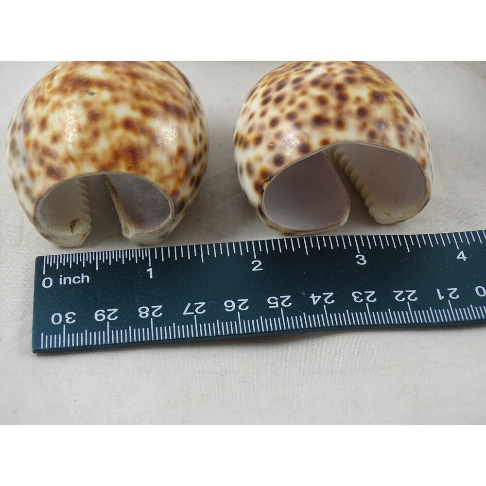 Vintage Tiger Cowrie Shell Napkin Rings Set of 6 Coastal Beach House Table Decor - Picture 5 of 5
